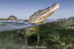 'Don't be fooled! Cute... beyond belief. Playful... 100%.... by Terry Steeley 